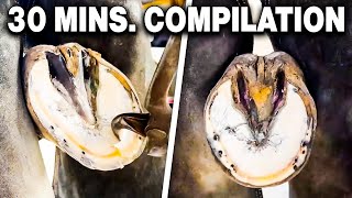 Farrier ASMR Hoof Cleaning Compilation [upl. by Adilem]