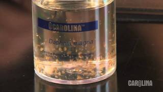 How to Care for Daphnia [upl. by Tomasine985]