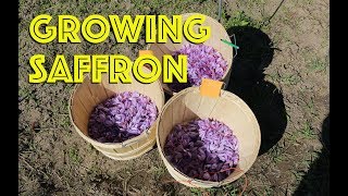 How to Grow Saffron [upl. by Lanor]