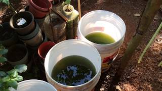 How to grow Green Water Algae [upl. by Ocko]