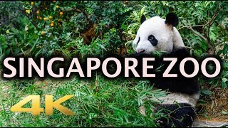 Singapore Zoo Animals Tour 4K [upl. by Cohin]