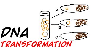 DNA transformation in bacteria [upl. by Dalenna]