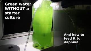 Green Water WITHOUT a Starter Culture  From Scratch  How To [upl. by Tatianna600]