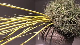 Ikebana Sogetsu exhibition 2019 Tokyo Takashimaya [upl. by Meggie682]