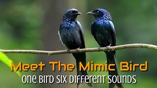 Drongo  interesting sounds and calls of drongos Rackettailed Drongo  Amazing calling sounds [upl. by Inhsor123]