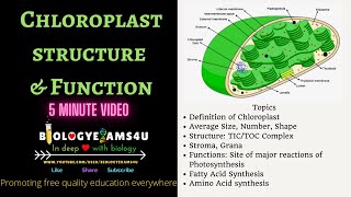 Chloroplast Definition Structure and Function 5 Minutes BiologyExams4u [upl. by Gnilrad]