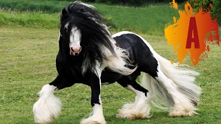 10 Most Beautiful Horse Breeds In The World [upl. by Ydassac124]