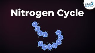 Nitrogen Fixation  Nitrogen Cycle  Microorganisms  Dont Memorise [upl. by Araihc]