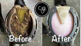 Full horse hoof restoration [upl. by Suitangi690]