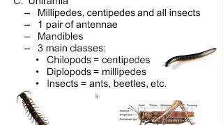 Phylum Arthropoda [upl. by Whitman154]