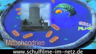 Die Zelle  Schulfilm Biologie [upl. by Emiaj]