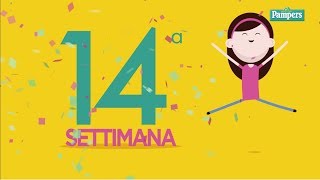 14° settimana di gravidanza [upl. by Yruoc]