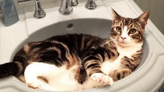 Cute and Funny Cat Videos to Keep You Smiling 🐱 [upl. by Shevlo714]