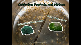 How To Culture Daphnia and Moinas using Green Water Spirulina powder [upl. by Azal269]