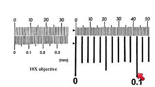 AS Biology  How to calibrate a microscope [upl. by Alderson80]