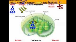 A Quick Review Photosynthesis In The Chloroplast Basic Overview [upl. by Ogait]