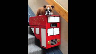 Dog takes the stair lift [upl. by Heise]