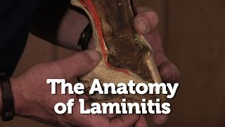 The Anatomy of Laminitis in Horses [upl. by Iturk]