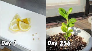 食べたレモンの種を取って植えてみると…  How to grow lemon from store bought lemon [upl. by Milissent]