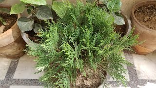 How To Grow amp Care Morpankhi  Thuja Plant in Pots  The Right Gardening [upl. by Ait]