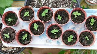 Growing Paulownia From Seed [upl. by Whitcher]