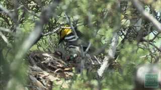 Austins Warblers Nesting Goldencheeked Warblers [upl. by Giuditta]