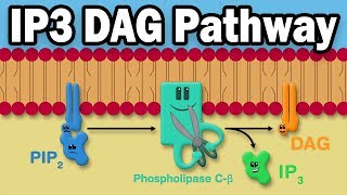 IP3 DAG Calcium Pathway [upl. by Notsla]