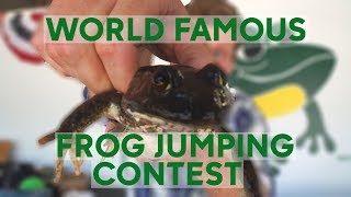 World Famous Frog Jumping Contest [upl. by Tray]