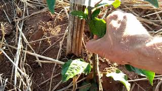 Cultivo do MARACUJÁ Cuidados e condução da planta [upl. by Namar894]