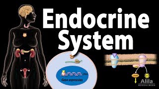 The Endocrine System Overview Animation [upl. by Giustino]