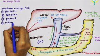 Extrahepatic Biliary Apparatus  Cystohepatic Triangle  Anatomy Tutorial [upl. by Egduj]