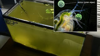 Raising Daphnia for the Freshwater Aquarium [upl. by Noxid]