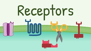 Receptors Types amp Functions [upl. by Marian]