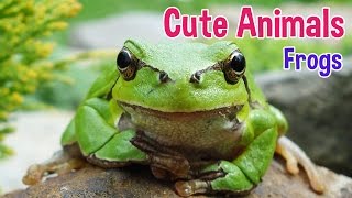 FROGS  Animals For Kids  Frog photos with classical music for children by Oxbridge Baby [upl. by Macdermot]