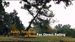 How to Safely Notch a Tree for Direct Felling [upl. by Berck]