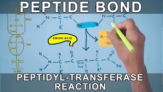 Peptide Bond Formation and Peptidyl Transferase Reaction [upl. by Edras923]