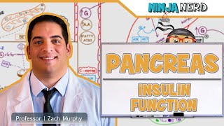 Endocrinology  Pancreas Insulin Function [upl. by Almat]