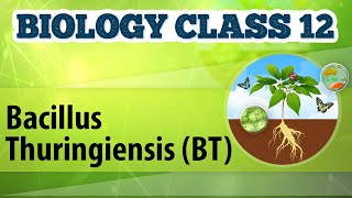 Bacillus Thuringiensis BT  Biotechnology Process and Application  Biology Class 12 [upl. by Linet]