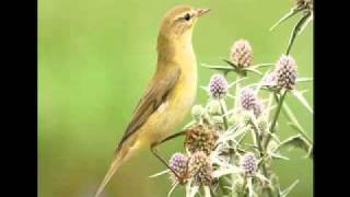 Getting to grips with warblers 1 Chiffchaff Vs Willow Warbler [upl. by Aneetak]