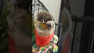 crimson bellied conure talking [upl. by Alrick]