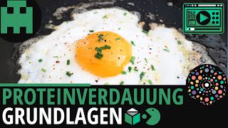 Proteinverdauung einfach erklärt│Biologie Lernvideo Learning Level Up [upl. by Belter]