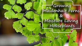 Growing Maidenhair Ferns amp Moisture Loving Houseplants  Adiantum [upl. by Ailina934]