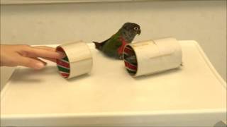 Crimson Bellied Conure  Alpha amp Beta Simple trick training [upl. by Aseretairam]