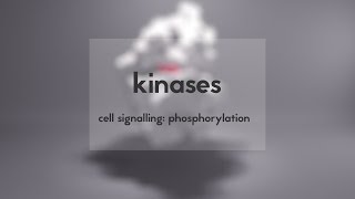 Cell signalling kinases amp phosphorylation [upl. by Ystap]