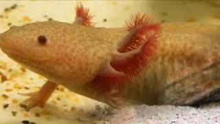 Top 9 Axolotl types for aquariums [upl. by Emia326]