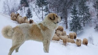 Pyrenean Mastiff  Gentle Giant Ferocious Guardian [upl. by Inail]