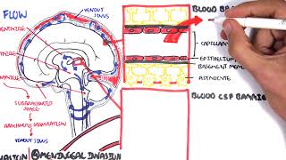 Bacterial Meningitis Pathophysiology [upl. by Stringer]