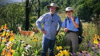 Will Deer Eat this How to Identify Native Plants [upl. by Idonna]