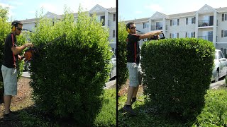 Hedge Trimming OVERGROWN Shrubs [upl. by Alleyn859]