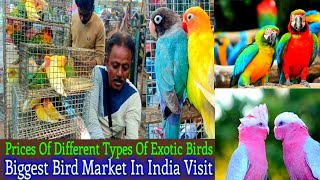 Cheapest Birds Sale  Cheapest Birds market  Cheapest Birds shop [upl. by Anilas216]